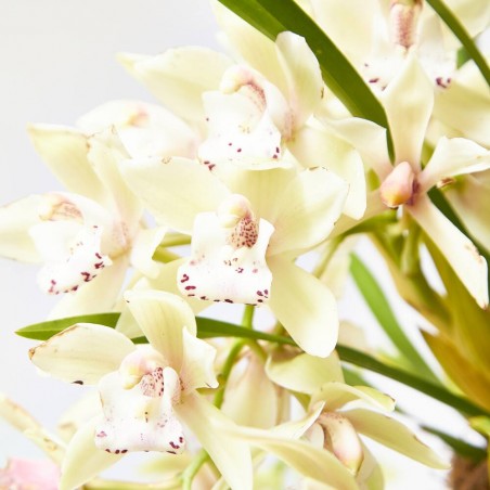ORQUÍDEA CYMBIDIUM EXTRA MACETA 14CM