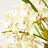 ORQUÍDEA CYMBIDIUM EXTRA MACETA 14CM