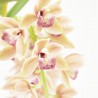 ORQUÍDEA CYMBIDIUM EXTRA MACETA 14CM