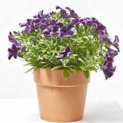 PETUNIA SWEETUNIA MACETA TARRINA 22CM COLGANTE