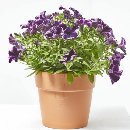 PETUNIA SWEETUNIA MACETA TARRINA 22CM COLGANTE
