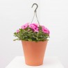 PETUNIA SWEETUNIA MACETA TARRINA 22CM COLGANTE