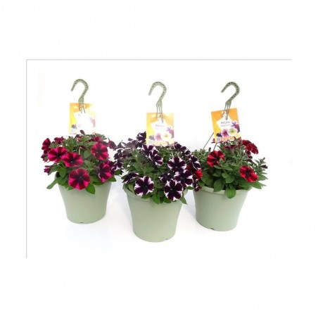 PETUNIA SWEETUNIA MACETA TARRINA 22CM COLGANTE
