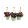 PETUNIA SWEETUNIA MACETA TARRINA 22CM COLGANTE