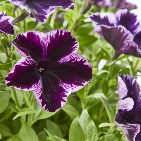 PETUNIA SWEETUNIA MACETA TARRINA 22CM COLGANTE