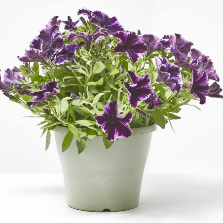 PETUNIA SWEETUNIA MACETA TARRINA 22CM COLGANTE