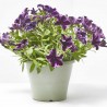 PETUNIA SWEETUNIA MACETA TARRINA 22CM COLGANTE