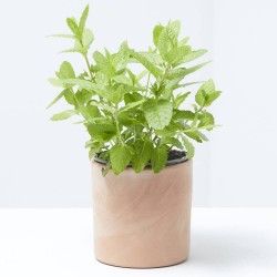 HIERBABUENA CULINARIA M-13