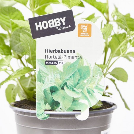 HIERBABUENA CULINARIA M-13