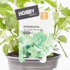 HIERBABUENA CULINARIA M-13