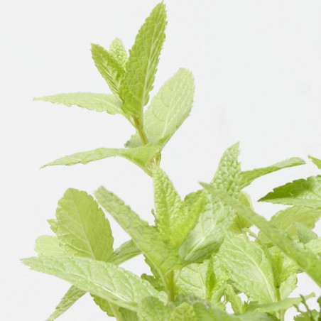 HIERBABUENA CULINARIA M-13
