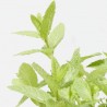 HIERBABUENA CULINARIA M-13
