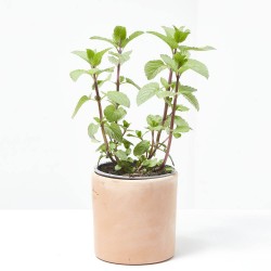 MENTA CULINARIA MACETA 13CM