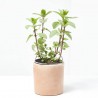 MENTA CULINARIA MACETA 13CM
