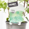 MENTA CULINARIA MACETA 13CM