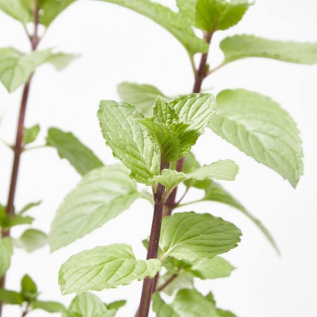 MENTA CULINARIA MACETA 13CM