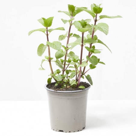 MENTA CULINARIA MACETA 13CM