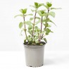 MENTA CULINARIA MACETA 13CM