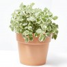 INCIENSO COLGADOR MACETA 18CM
