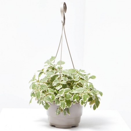 INCIENSO COLGADOR MACETA 18CM