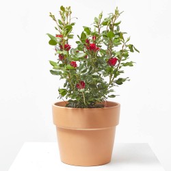 ROSAL ZEPPETI MACETA 4L