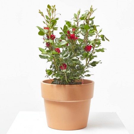 ROSAL ZEPPETI MACETA 4L