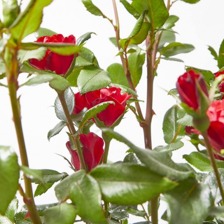 ROSAL ZEPPETI MACETA 4L