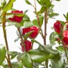 ROSAL ZEPPETI MACETA 4L