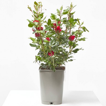 ROSAL ZEPPETI MACETA 4L