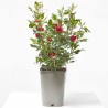 ROSAL ZEPPETI MACETA 4L
