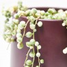 SENECIO ROWLEYANUS VARIEGATA MACETA 12CM