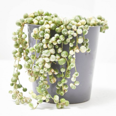SENECIO ROWLEYANUS VARIEGATA MACETA 12CM