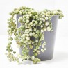 SENECIO ROWLEYANUS VARIEGATA MACETA 12CM