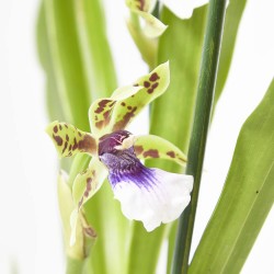 ORQUÍDEA ZYGOPETALUM 2T MACETA 12CM