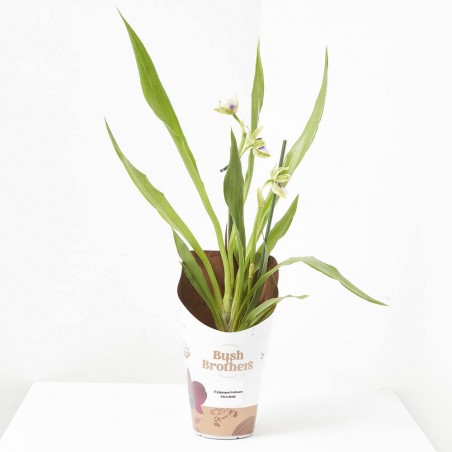 ORQUÍDEA ZYGOPETALUM 2T MACETA 12CM