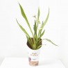 ORQUÍDEA ZYGOPETALUM 2T MACETA 12CM