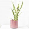 ORQUÍDEA ZYGOPETALUM 2T MACETA 12CM