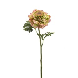 RANÚNCULO VERDE-ROSA 60CM TALLO