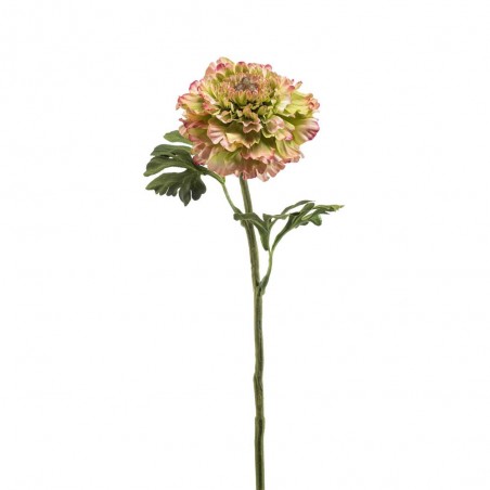 RANÚNCULO VERDE-ROSA 60CM TALLO