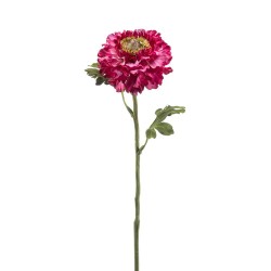 RANÚNCULO FÚCSIA 60CM TALLO