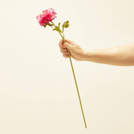 RANÚNCULO FÚCSIA 60CM TALLO