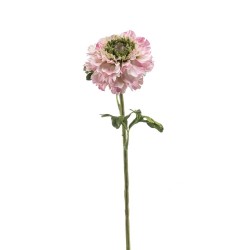 RANÚNCULO ROSA CLARO 60CM TALLO