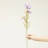 COSMOS MORADO 75CM TALLO