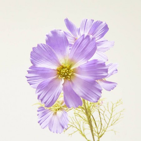 COSMOS MORADO 75CM TALLO