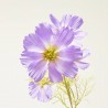 COSMOS MORADO 75CM TALLO