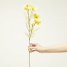 COSMOS AMARILLO 75CM TALLO