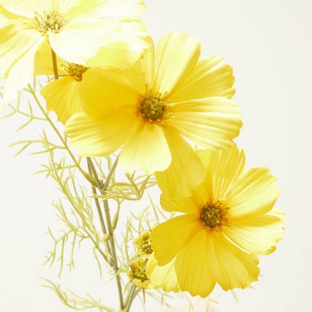COSMOS AMARILLO 75CM TALLO