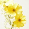 COSMOS AMARILLO 75CM TALLO