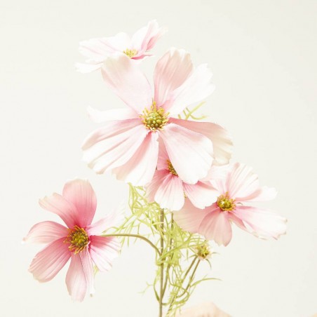 COSMOS ROSA 75CM TALLO