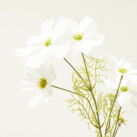 COSMOS BLANCO 75CM TALLO